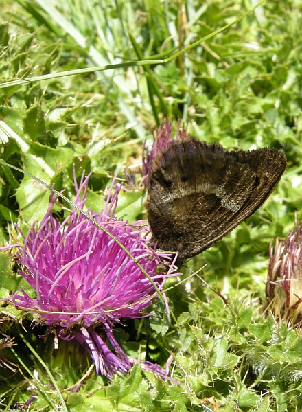 Farfalle dal Gran Sasso